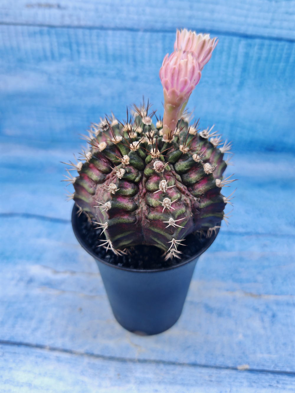 Gymnocalycium T-Rex Pink hybrid (Гимнокалициум T-rex)