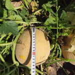 Мелира F1 семена дыни ( Yuksel Tohum / )