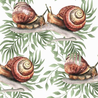 улитки в тропиках белые