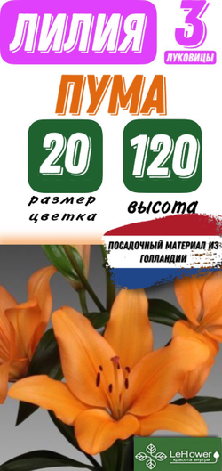 Лилия Луковица, Пума, ЛА-гибрид, разбор 18/20, 3 шт