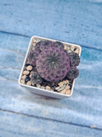 Sulcorebutia rauschii (Сулькоребуция)