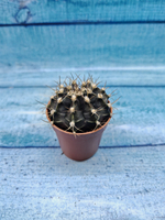 Gymnocalycium Friedrichii (Гимнокалициум)