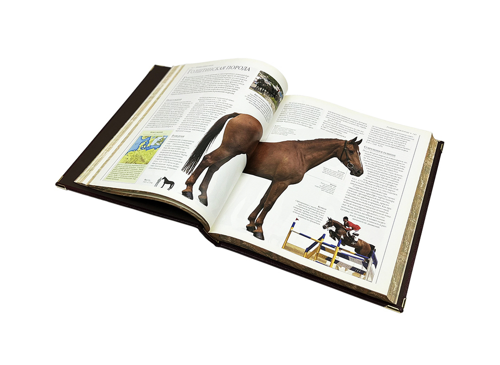 Лошади. Новая энциклопедия (в коробе)