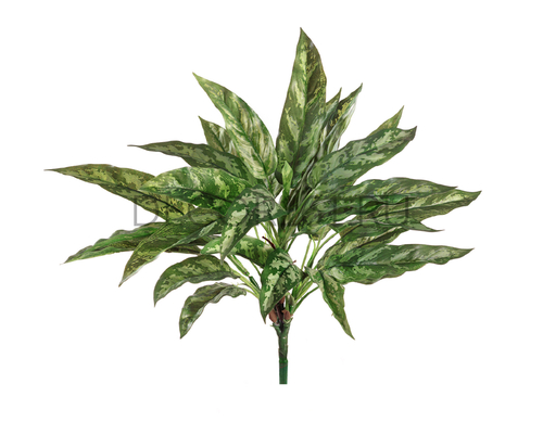 Аглаонема Сильвер Квин куст в-40 см (30 листов) (Sensitive Botanic) 12/96 20.1119N