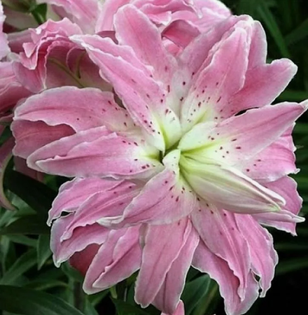 Лилия Лотус Элеганс луковица март 2026