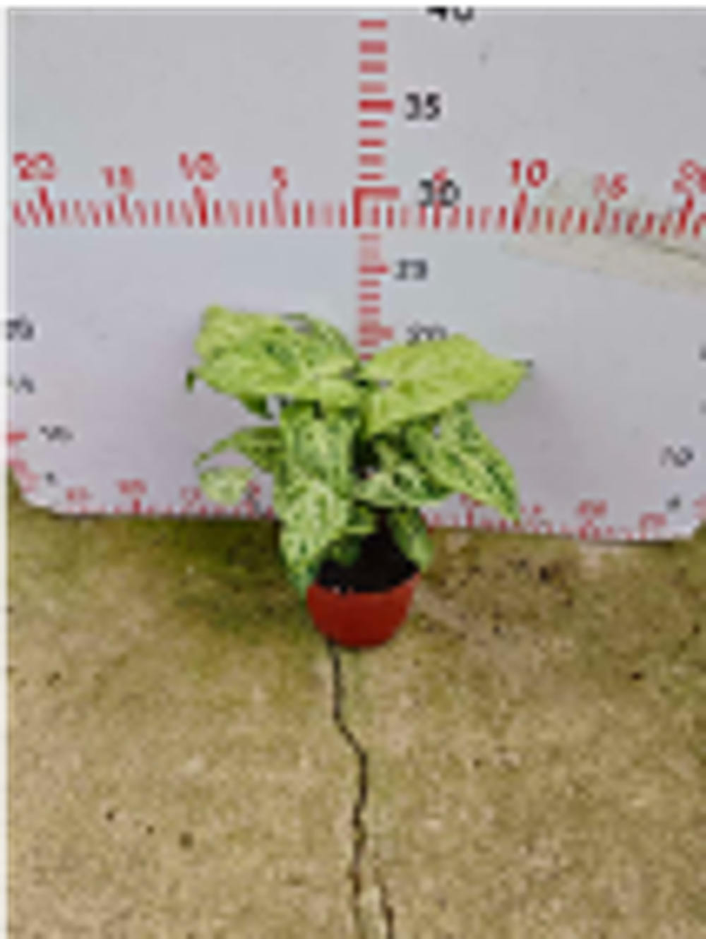 Сингониум Batik д.11