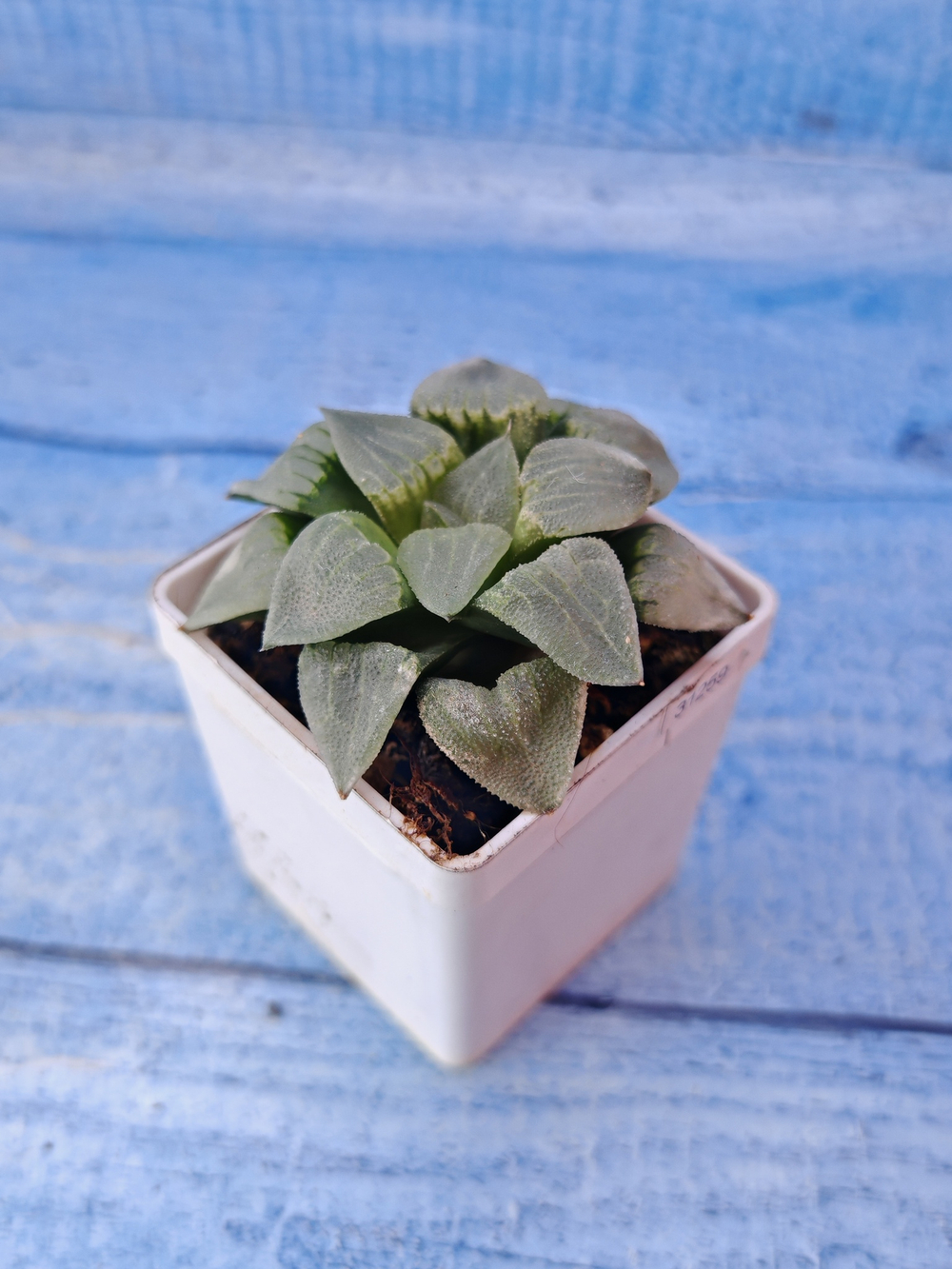 Haworthia Pygmaye hybrid (Хавортия)