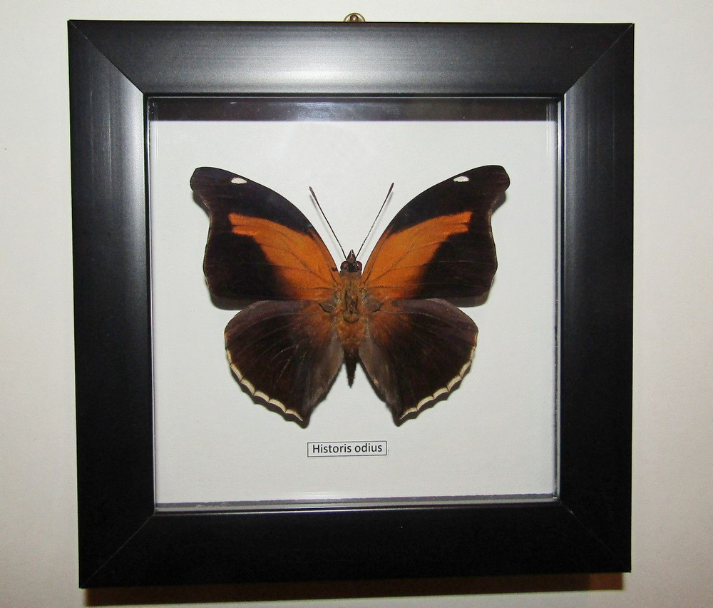 Бабочка Historis odius в рамке