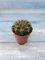 Gymnocalycium Friedrichii (Гимнокалициум)