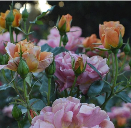 Пампкин Патч (Pumpkin Patch)