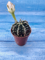 Gymnocalycium Friedrichii (Гимнокалициум)