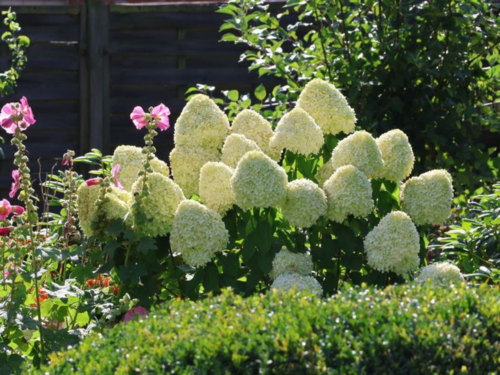 Гортензия метельчатая "ГЕРКУЛЕС"