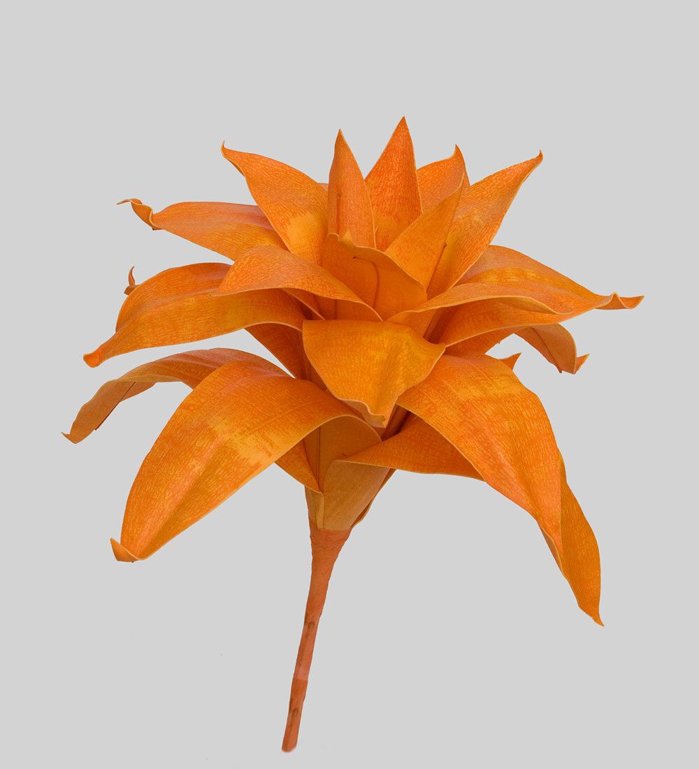 TR 562 Бромелия