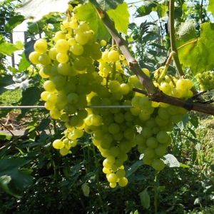 Мускат Янтарный (Muscat Amber) - белый сорт винограда