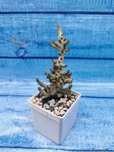 Tylecodon Buchholzianus (Тилекодон)