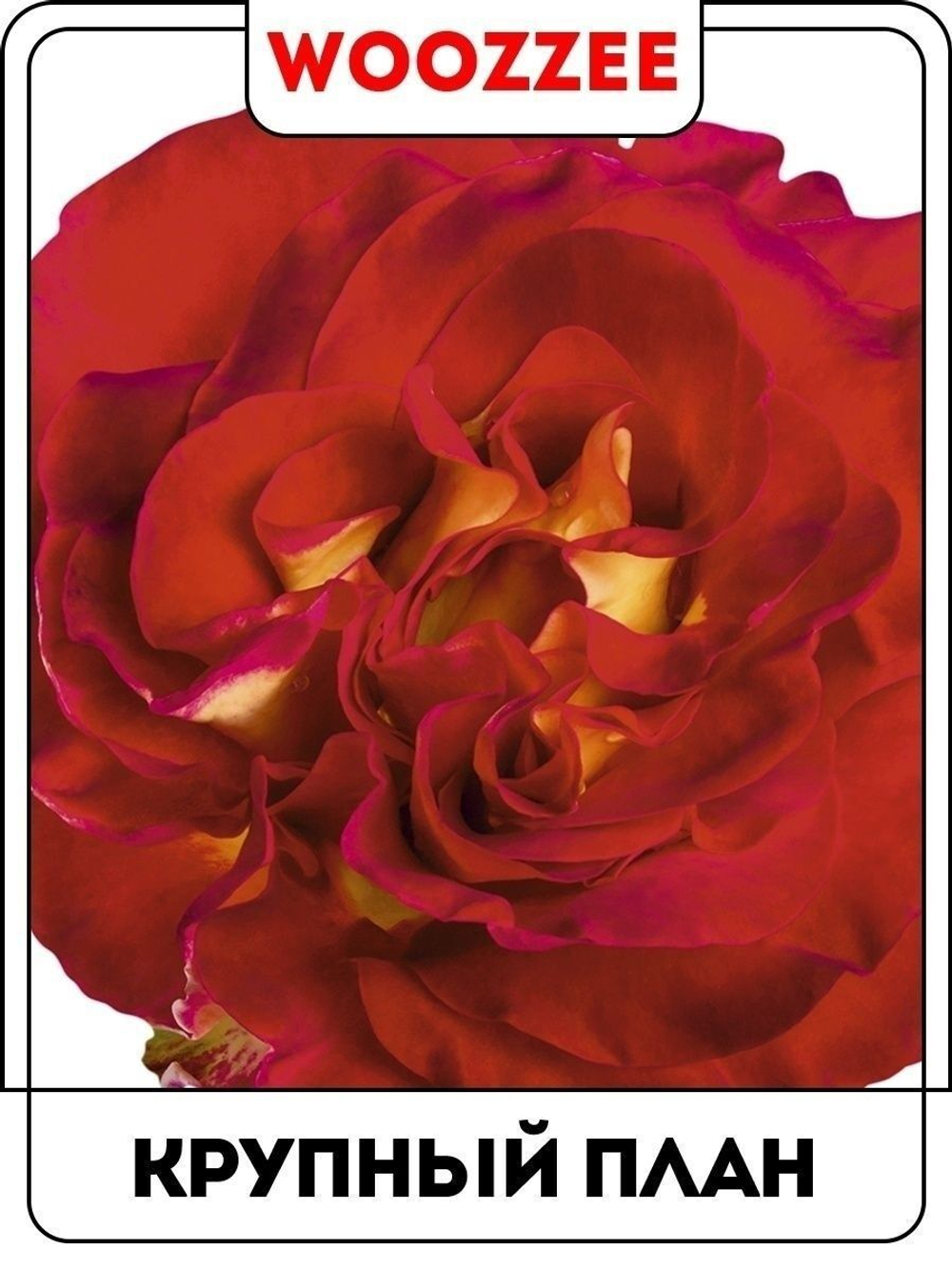 Наклейка декоративная "Красные розы"