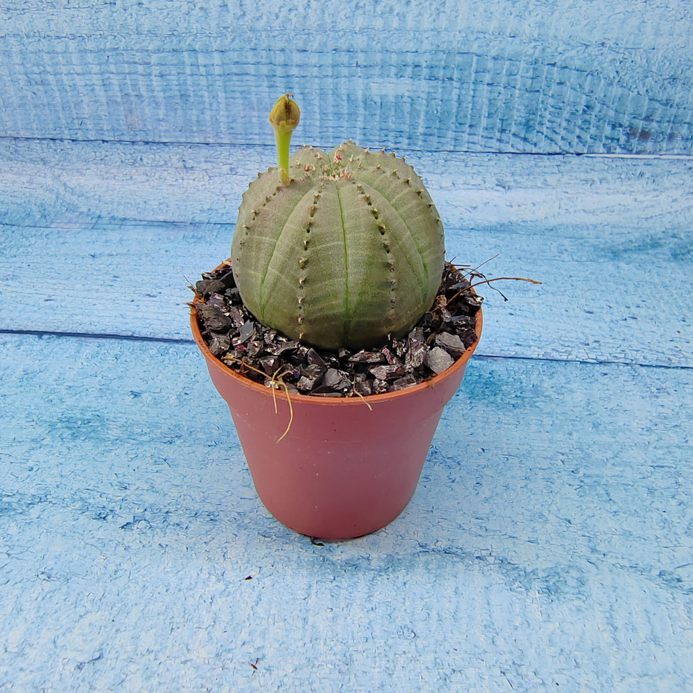 Euphoria Obesa (Эуфорбия)