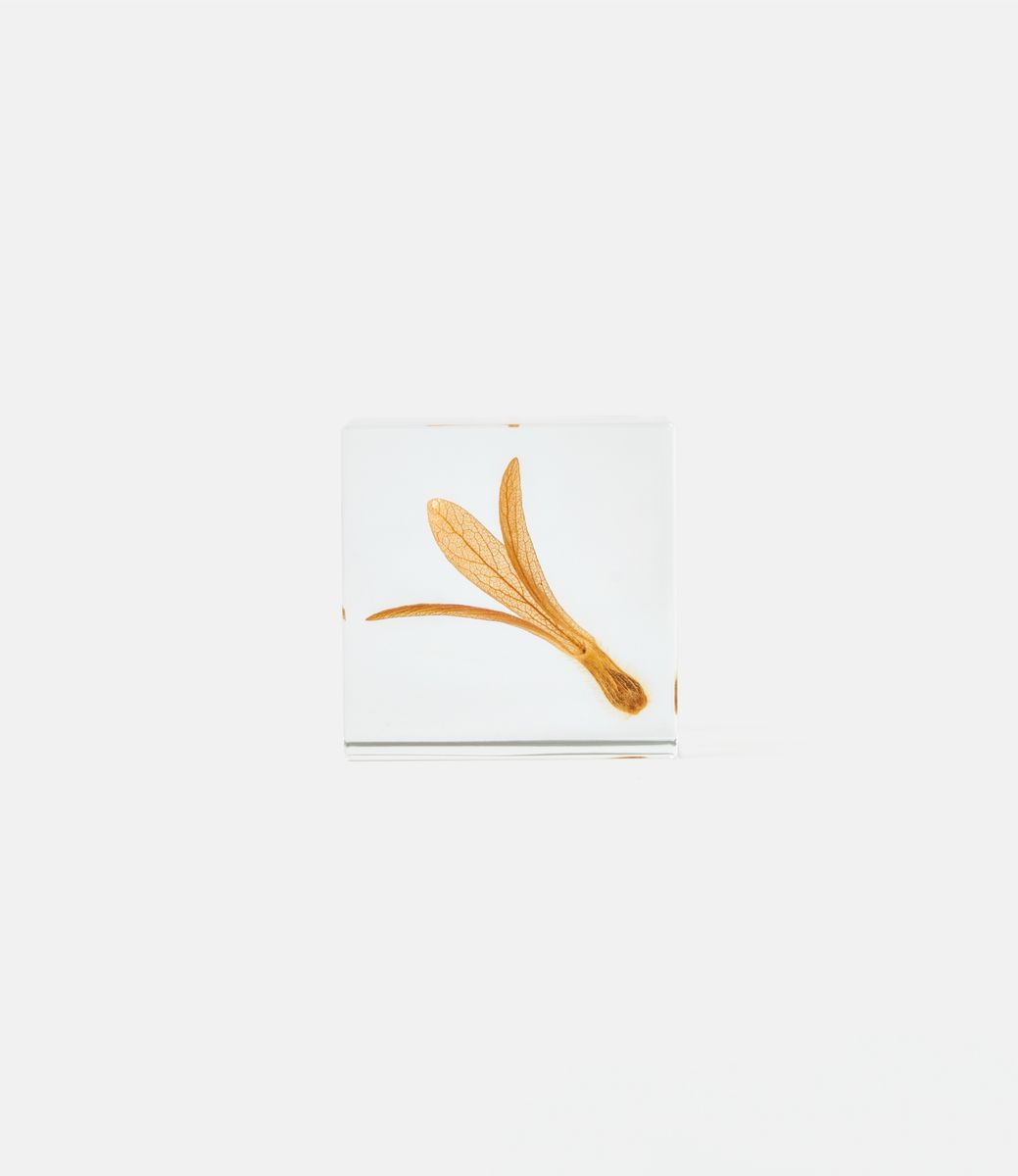 Sola Cube Ant Tree — куб из акриловой смолы