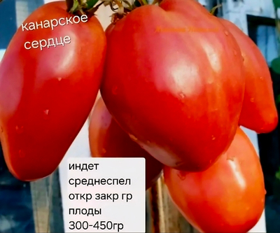РАССАДА ТОМАТОВ КАНАРСКОЕ СЕРДЦЕ