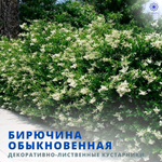 Бирючина обыкновенная
