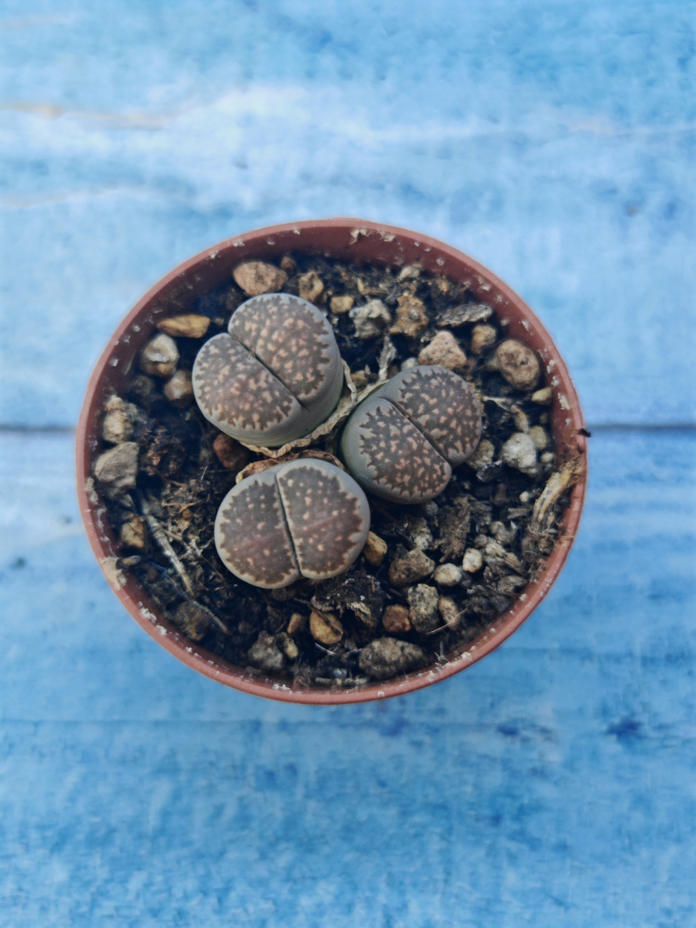 Lithops sp. (Литопсы)