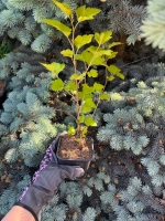 Пузыреплодник "ЛЮТЕУС"