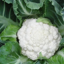 ФРИДОМ F1 семена капусты цветной (Seminis | Alexagro)