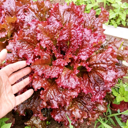 Салат Кровавая Мэри - Lettuce Bloody Mary