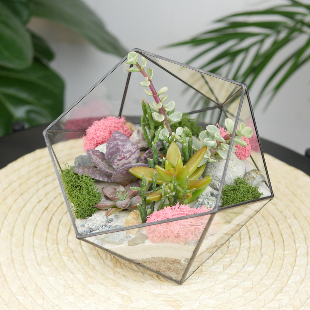 Готовый флорариум с суккулентами Икос S