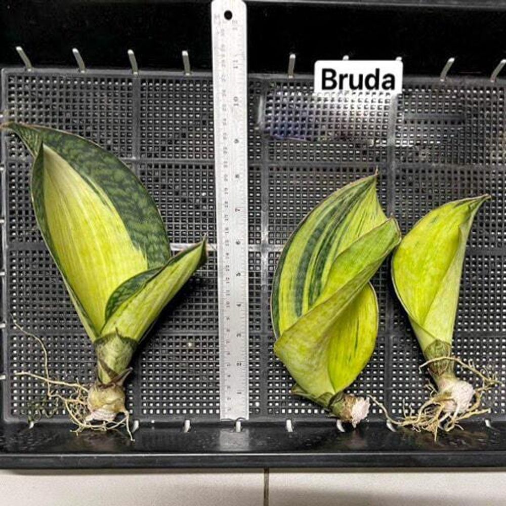 Сансевиерия  BRUDA
