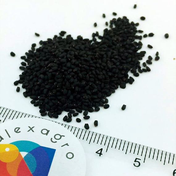 МАРИАН семена базилика Enza Zaden купить