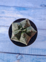 Astrophytum Myriostigma monstrosa (Астрофитум)