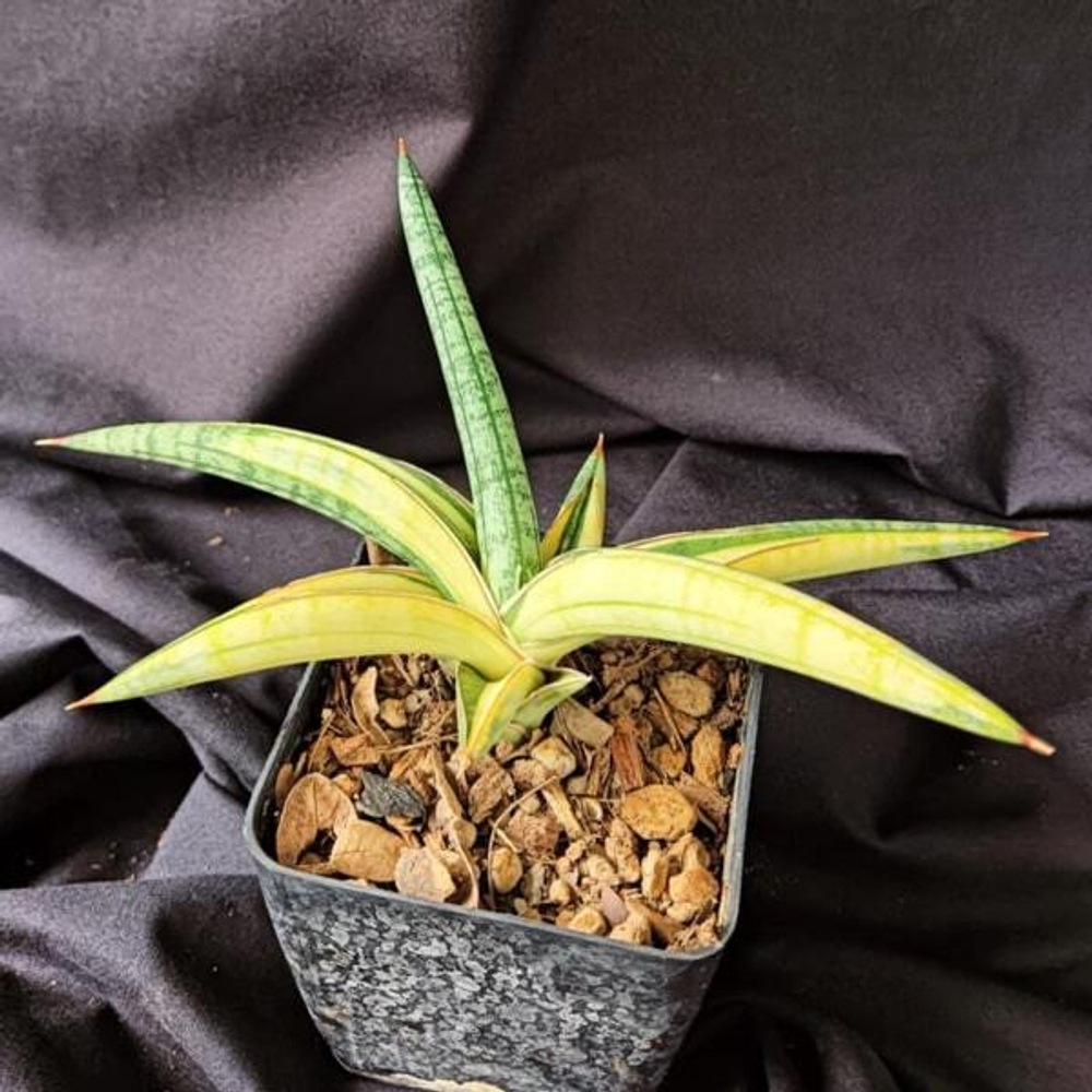 Сансевиерия LAVRANOS YELLOW VAR