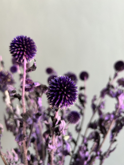 Эхинопс стабилизированный фиолетовый