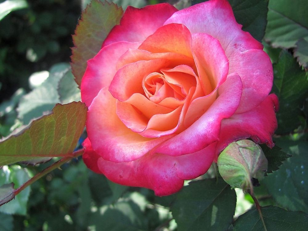 Марсель ан Флёрс (Marseille en Fleurs)