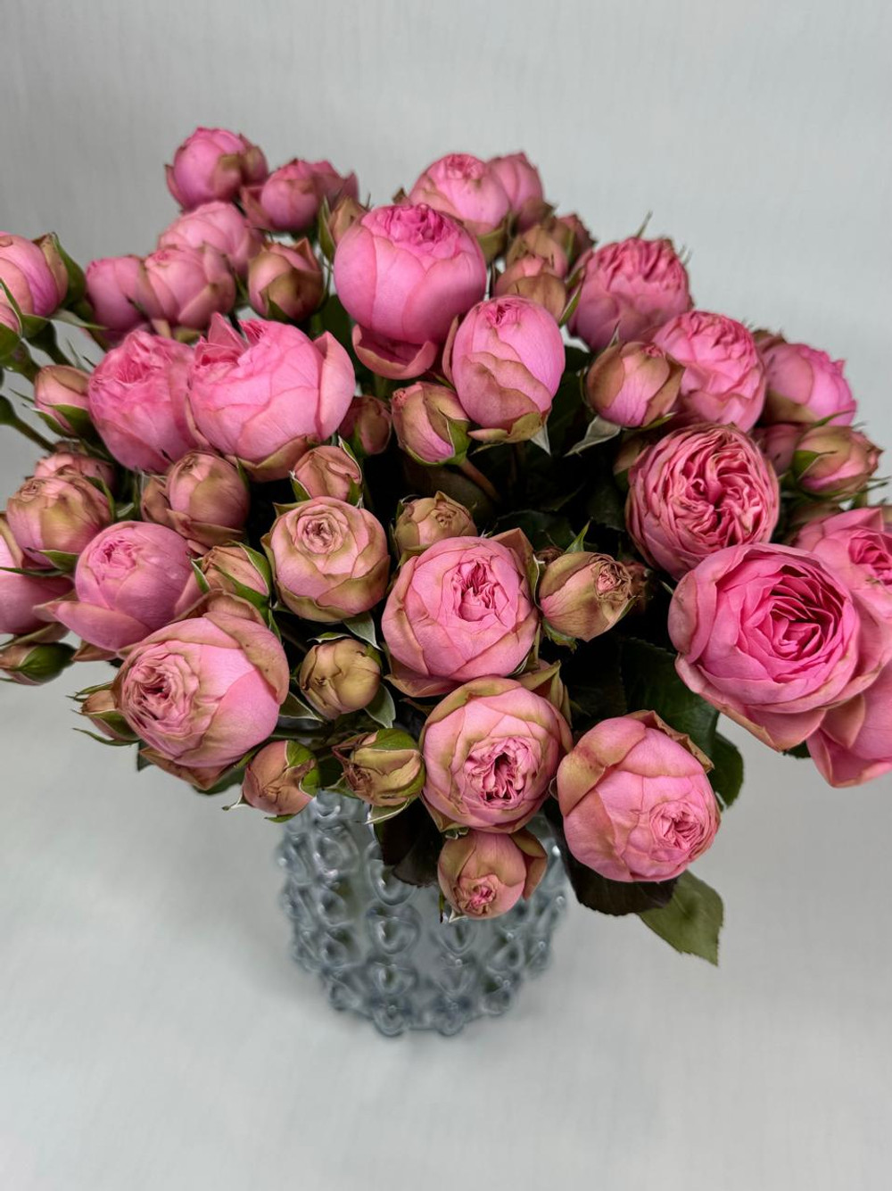 Роза Хэппи Пиано С7 Закупка М57 июнь 2026