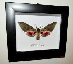 Бражник Callambulix rubicosa самка в рамке