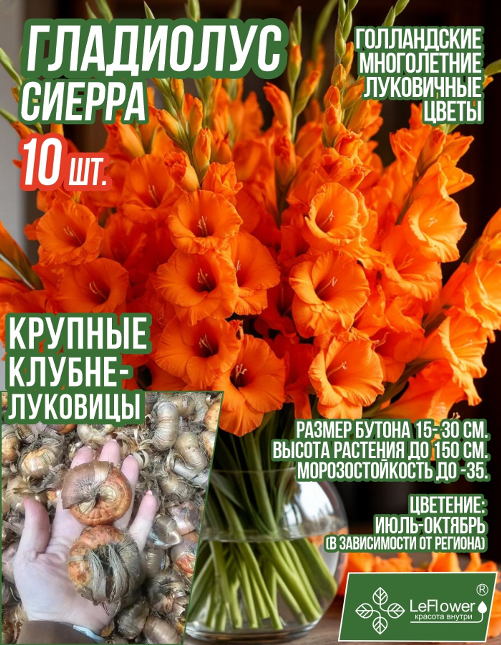 Гладиолус Луковица, Сиерра, крупные, 10шт