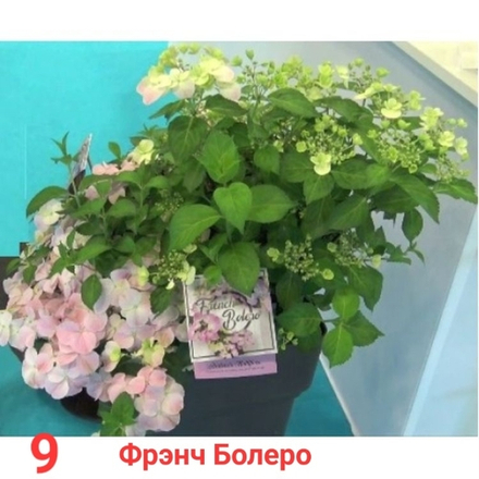 French Bolero/ Френч Болеро ( Стандарт поставки Р9)2025г.