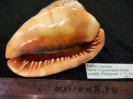 Ципреякассис Руфа 125-155мм