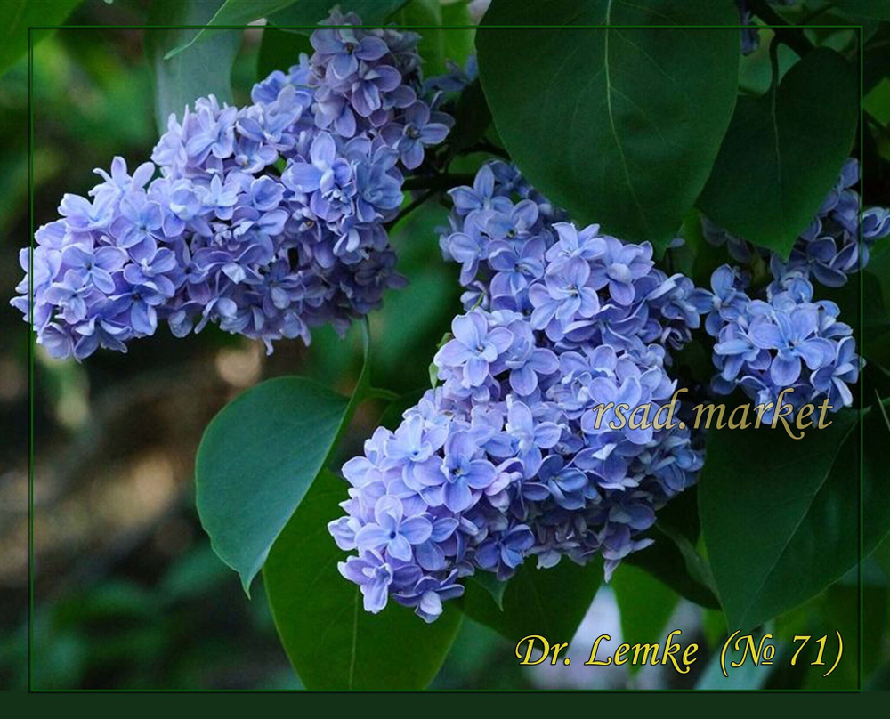 Сирень Доктор Лемке