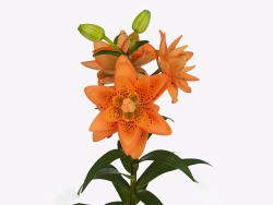 Лилия азиатская Датч Дизайн 3 шт размер 16/18 Закупка М67 апрель 2026