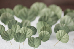 Набор вайнеров для лепки листьев эвкалипта Coprussia