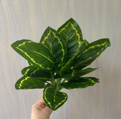 Калатея куст