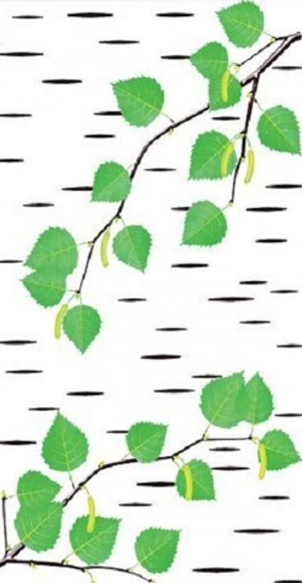 Панель СТАНДАРТ 25_Цветущая береза №168