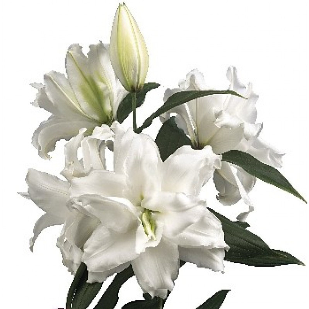 Лилия roselily Анжела