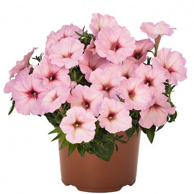 32159 Петуния POTUNIA BUBBLEGUM (ВЕСНА 2025)