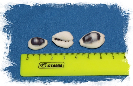 Ципреи Монета отшлифованные, 1,5-2,5см, 100гр, 60шт