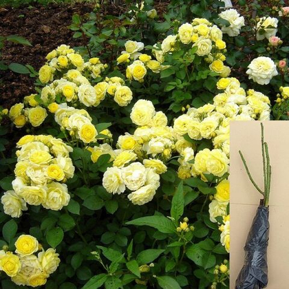 Роза Голден Бордер флорибунда, бордюрная саженец с ОКС.