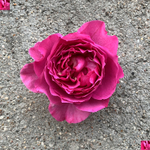 Ив Пьяже (Yves Piaget) — именитая пионовидная душистая роза